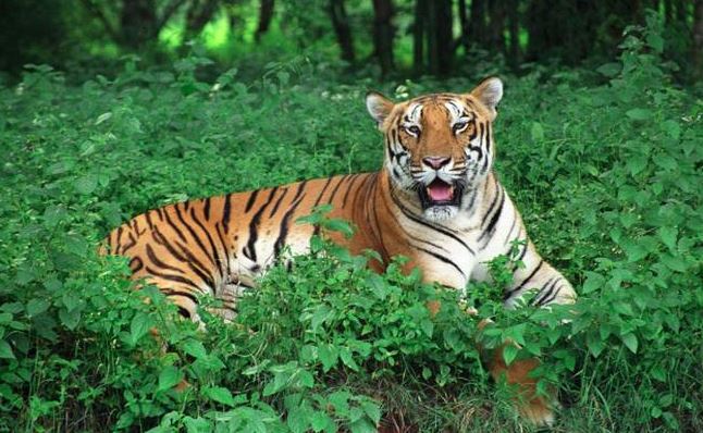 Tour of Chandipur & Similipal, Odisha, India